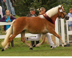 Reservesiegerstute der Dreijährigen Aurélie-Amadea v. BundesPrH Nobelius / Elite Niko (Z.: R. & S. Kohl, Brüel, B.: L. Meier, Zahrensdorf).